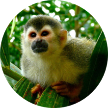 A small eager looking monkey looks toward camera