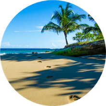 A pretty view of a sandy beach with a large palm tree providing shade.