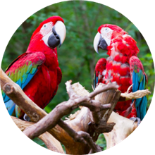 Two colorful Scarlett Macaws sit facing eachother