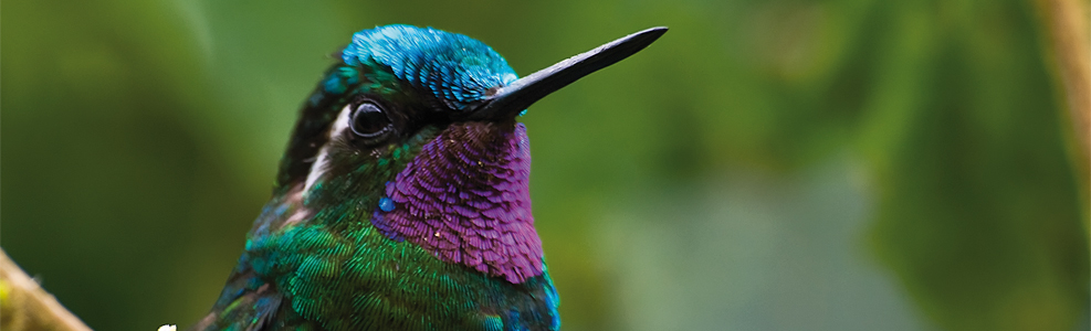Very closeup photo of a colorful local hummingbird.