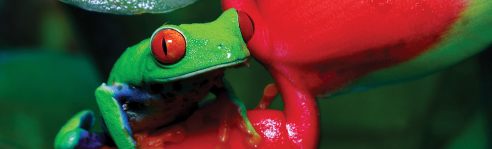Red Eyed Treefrog sits on red foilage