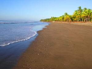 A scenic sandy beachview in Costa Rica with palm trees in background.