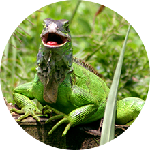 A Green Iguana in Costa Rica sits