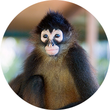 A portrait of a local monkey.