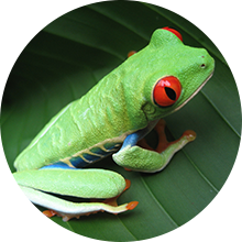 A Red-Eyed Treefrog sits on a leaf in Costa Rica