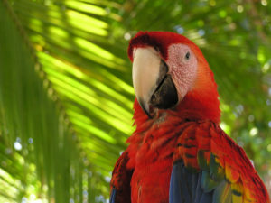 A friendly looking scarlett Macaw looks toward photographer