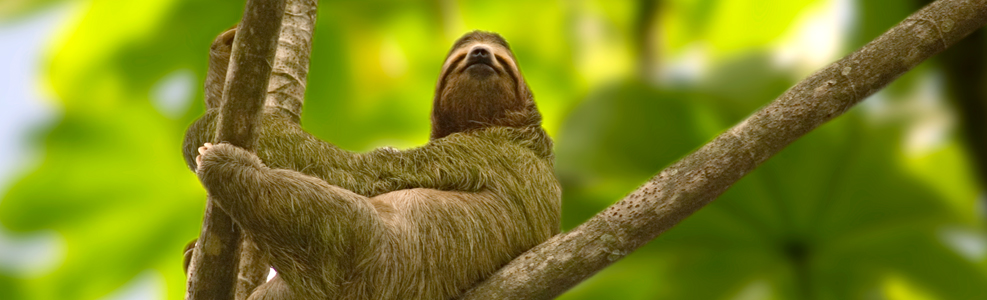 a happy looking sloth is pictured in a tree